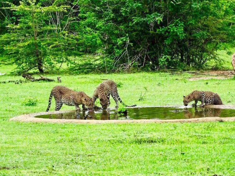 Yala Leopard Mobile Camp Hotel ภายนอก รูปภาพ
