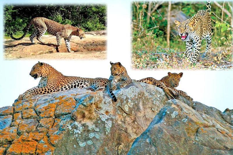 Yala Leopard Mobile Camp Hotel ภายนอก รูปภาพ