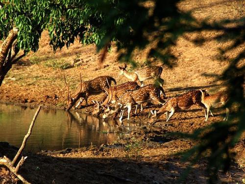 Yala Leopard Mobile Camp Hotel ภายนอก รูปภาพ