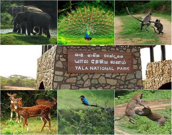 Yala Leopard Mobile Camp Hotel ภายนอก รูปภาพ