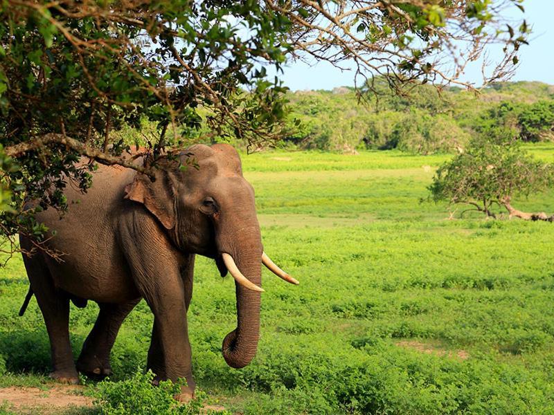 Yala Leopard Mobile Camp Hotel ภายนอก รูปภาพ