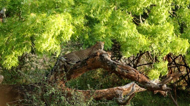 Yala Leopard Mobile Camp Hotel ภายนอก รูปภาพ